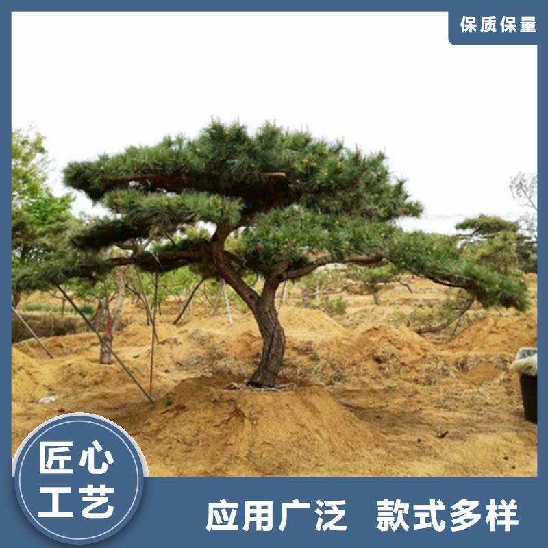造型黑松工廠直營