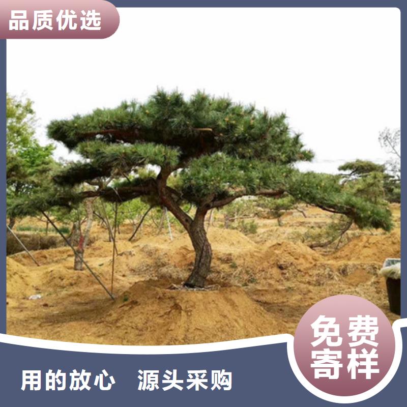 實(shí)力雄厚的造型松加工廠家
