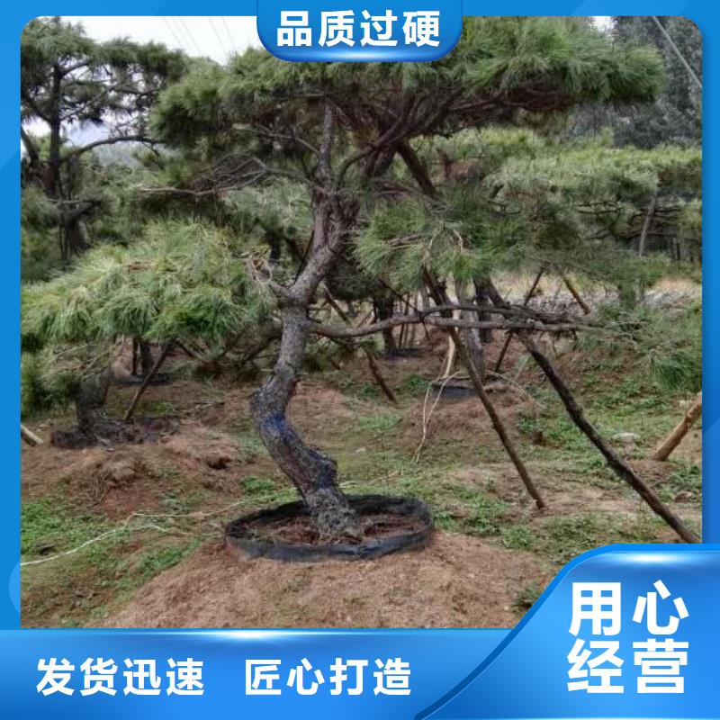 造型油松-造型油松廠家直發