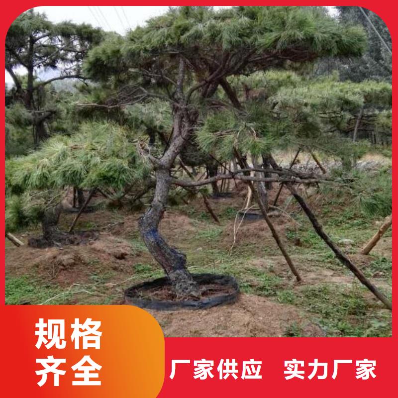造型松松苗木物美價優