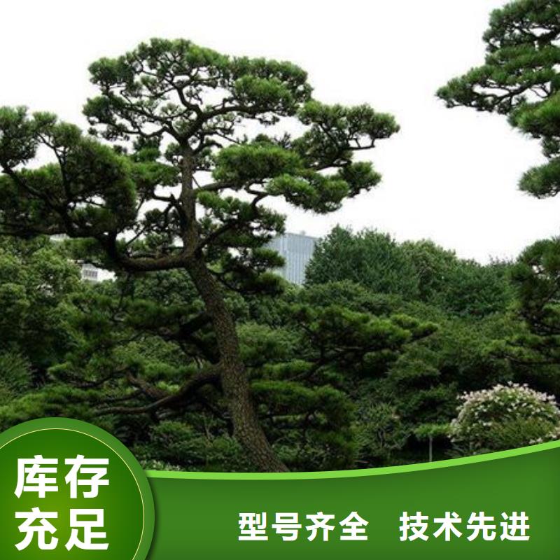 造型松造型松基地定制零售批發