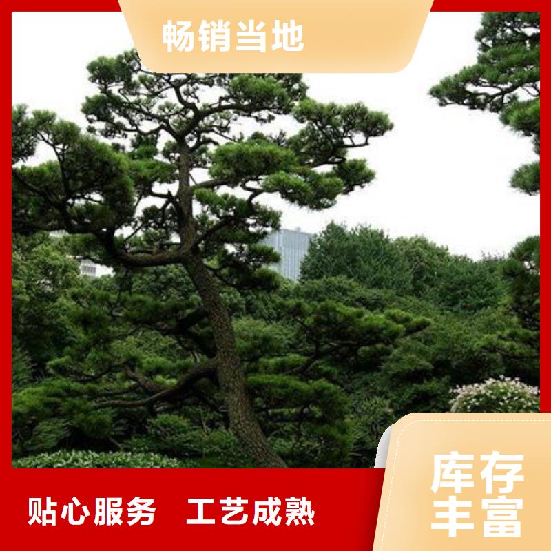 造型松匠心品質