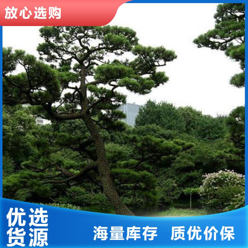 造型松种植合作社