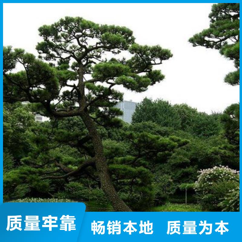 造型松造型油松誠信經營