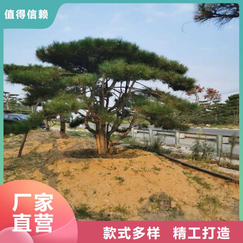 造型松匠心品質
