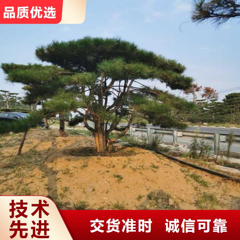 造型松造型池松用心服务