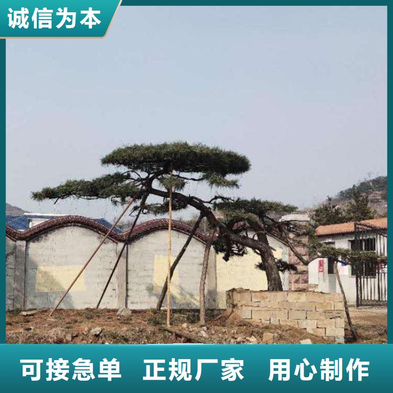 【造型松大型古松精選優質材料】