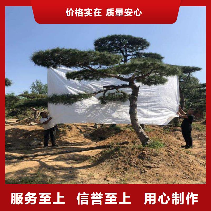  造型松经验丰富品质可靠