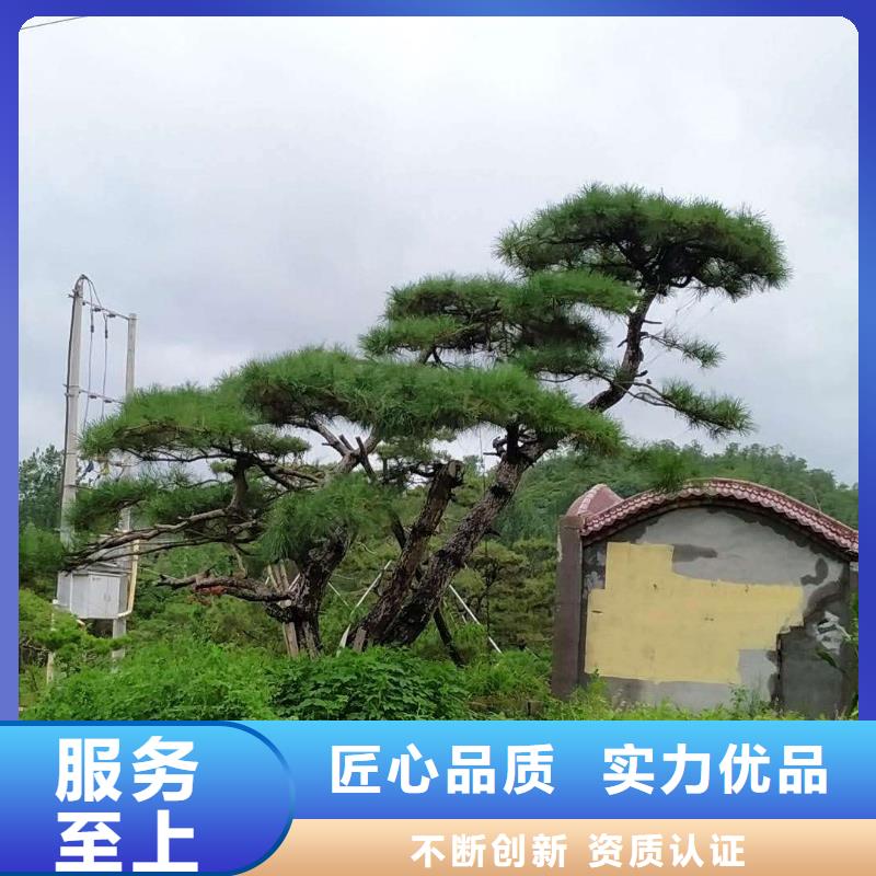 造型松造型松基地设备齐全支持定制