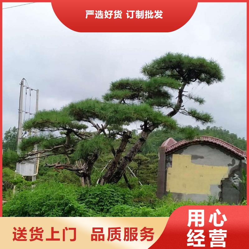 造型景松重口碑廠家