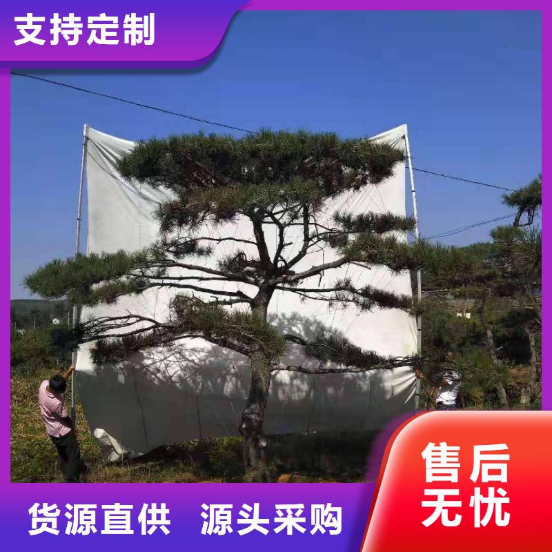 造型松-報價實在