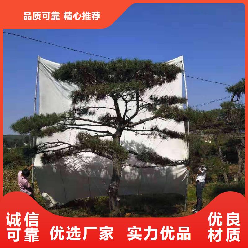 造型松盆景廠家品控嚴格