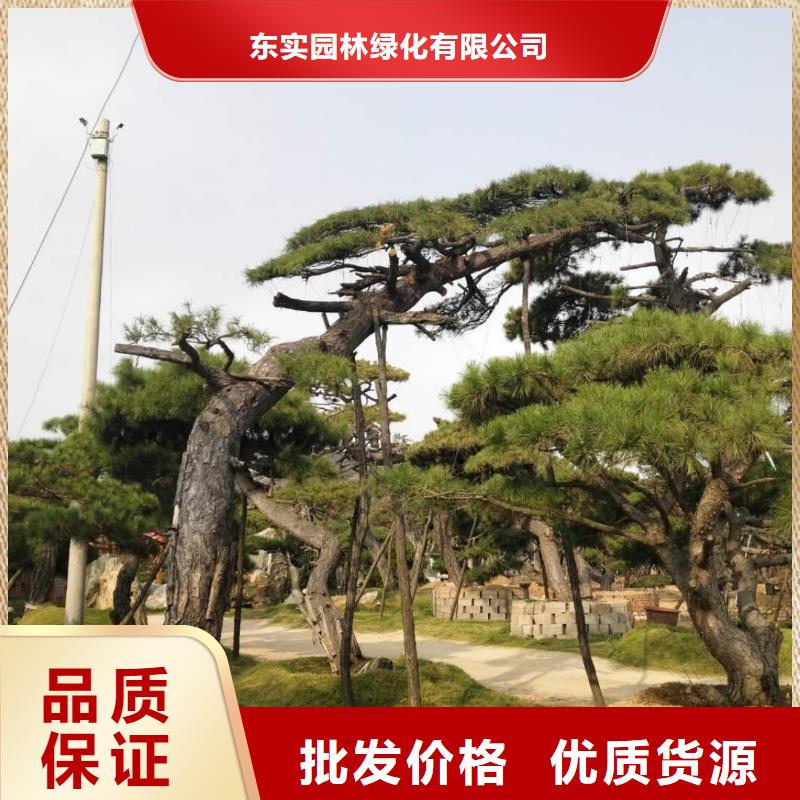 造型油松视频-高县|兴文|资阳|德阳|遂宁|成都东实造型油松_ 东实园林绿化(宜宾市分公司)