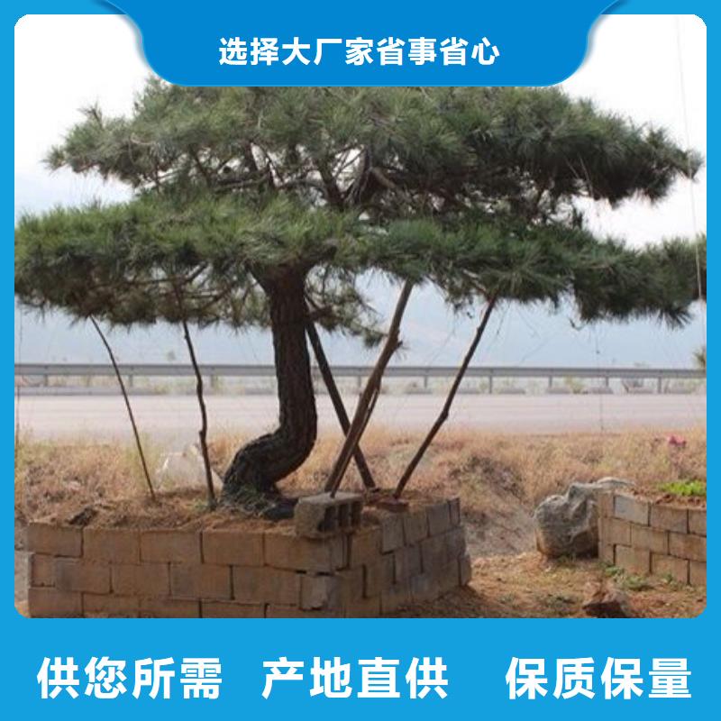 造型松-造型松價格廠家供應