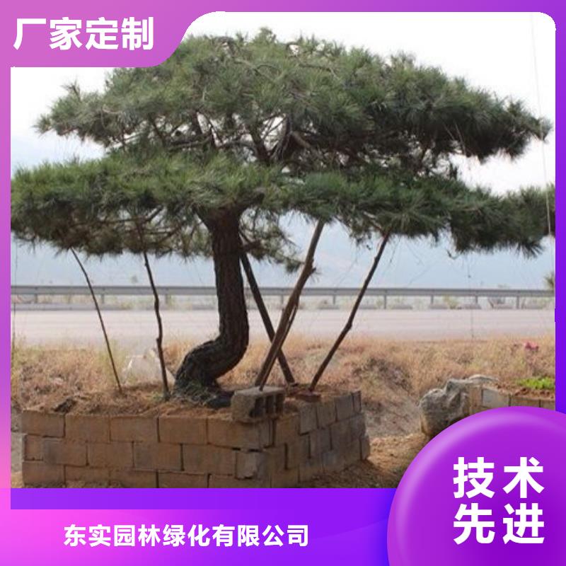 平頂松資質(zhì)齊全
