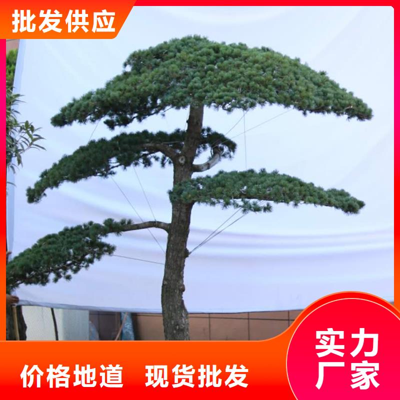  造型松貨源直供