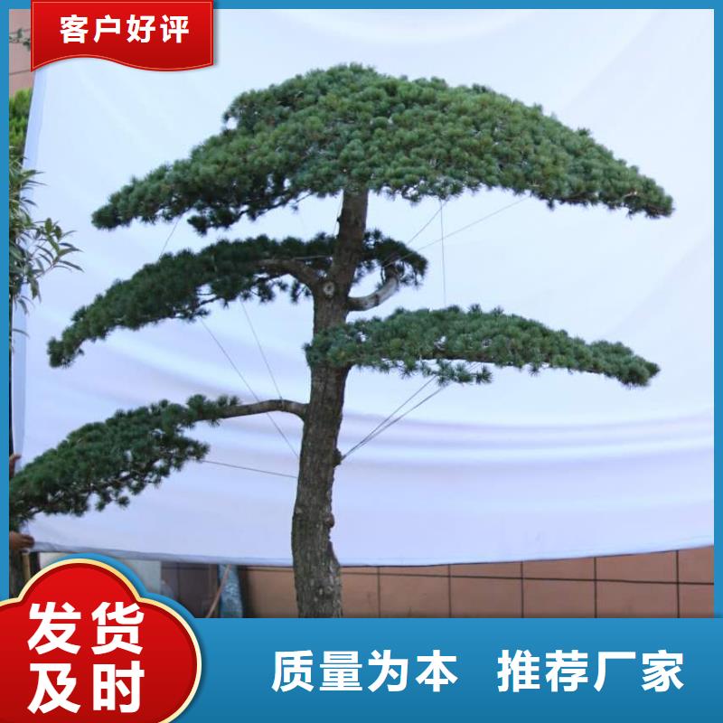 造型松造型油松品质商家