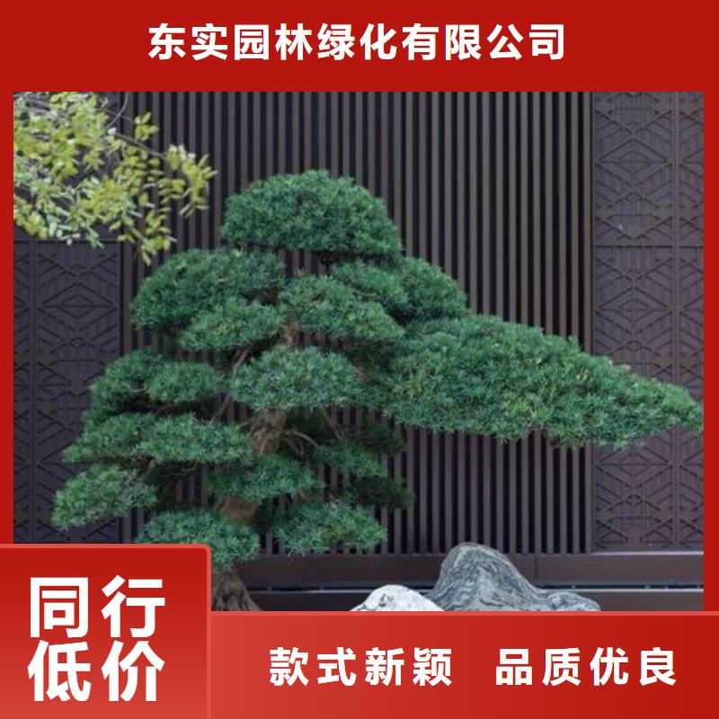 造型松,造型油松精選貨源
