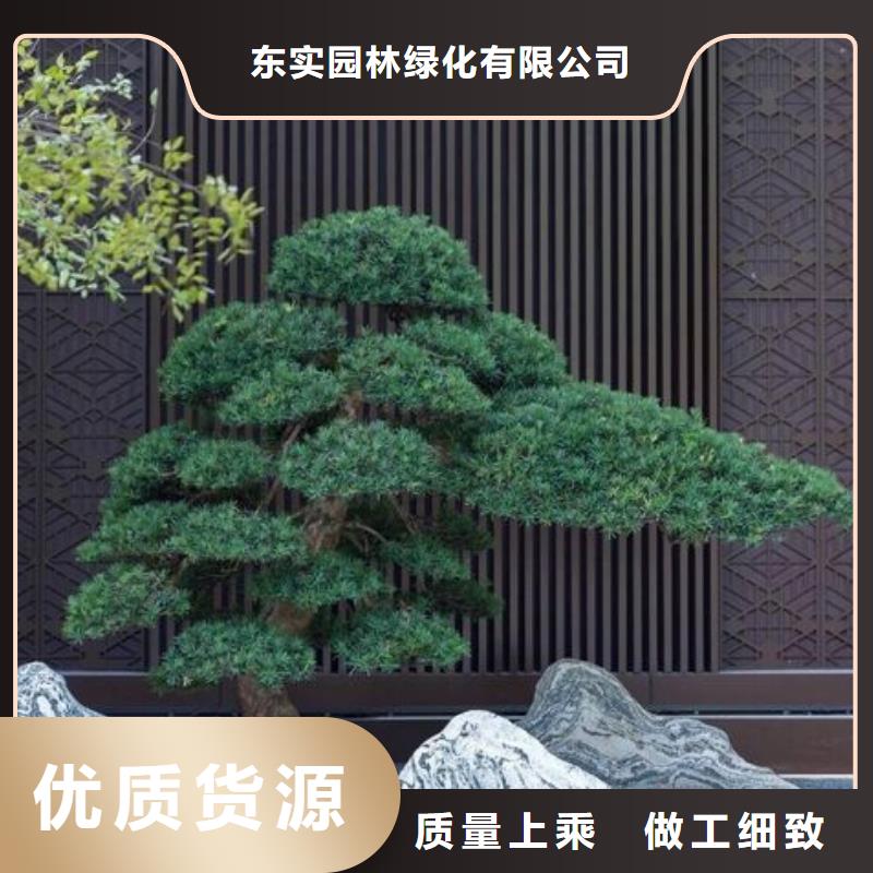 造型松,古樁品質可靠