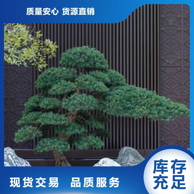 大型古松種植合作社