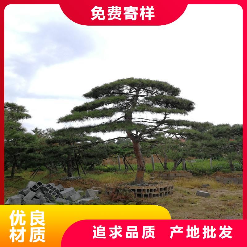 造型松大型古松設(shè)備齊全支持定制