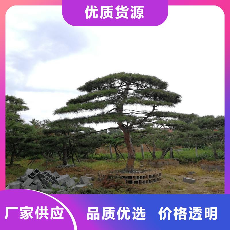 【造型松選擇大廠家省事省心】