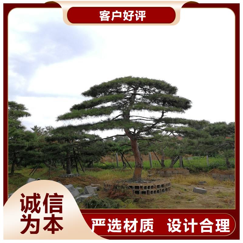 造型松造型松价格厂家十分靠谱