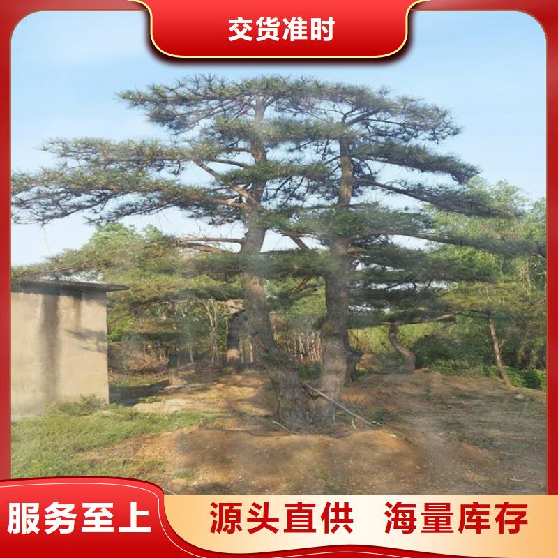  造型松源头直供