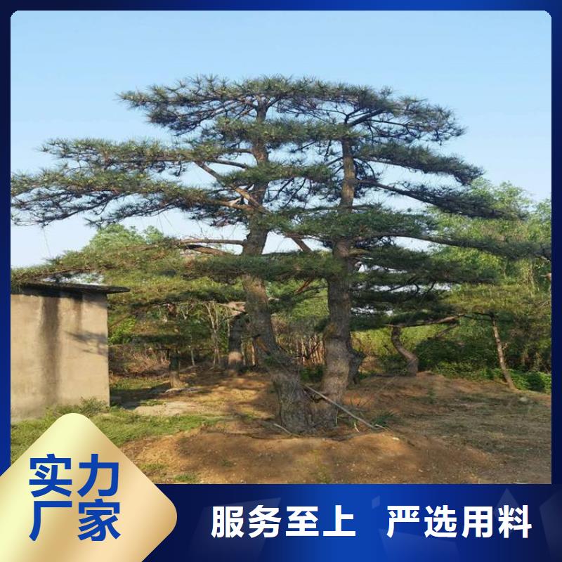 異型松制造廠商