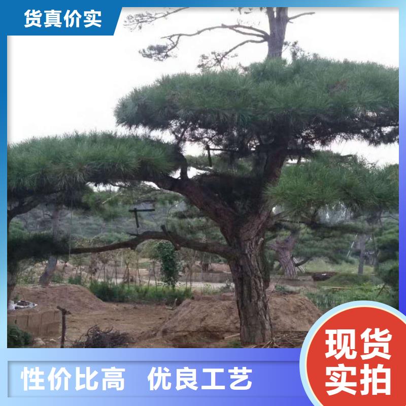 造型松,经营造型松销售的是诚信