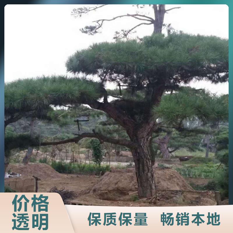 造型松質(zhì)量可靠
