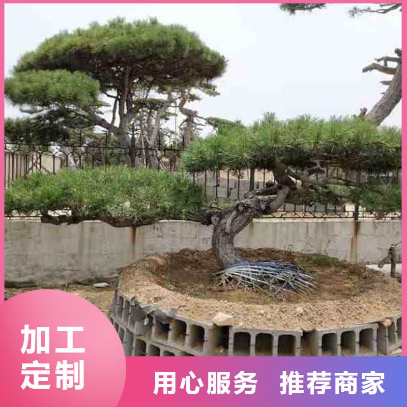 文昌市平頂松、平頂松廠家直銷—薄利多銷