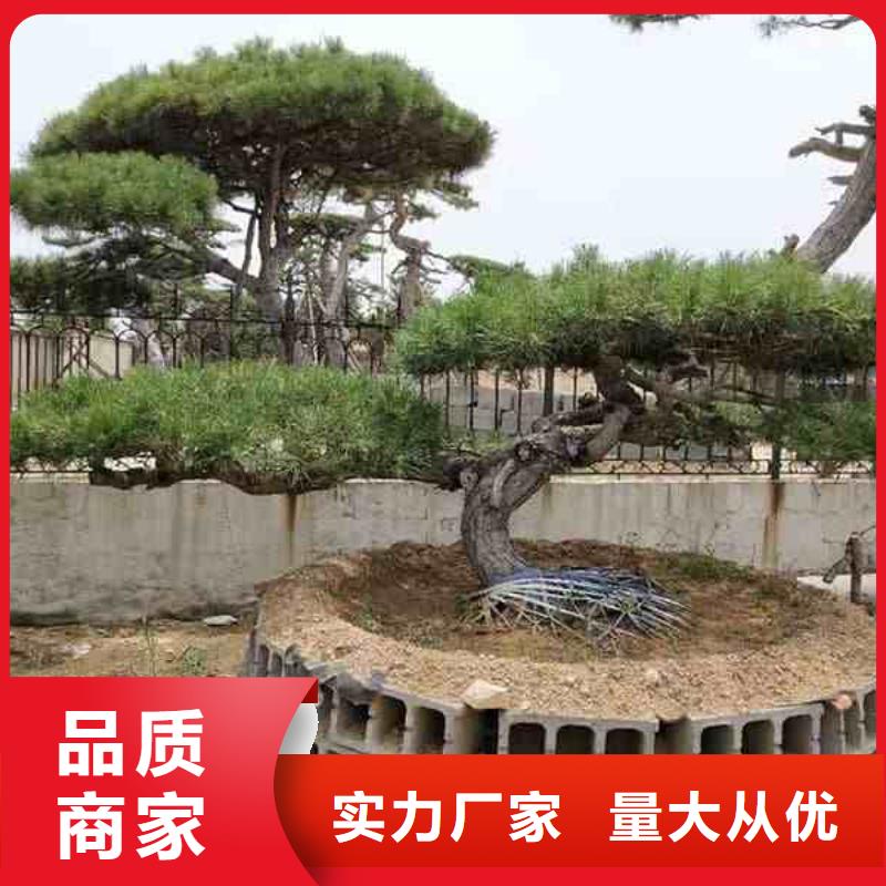 造型松,古樁品質可靠