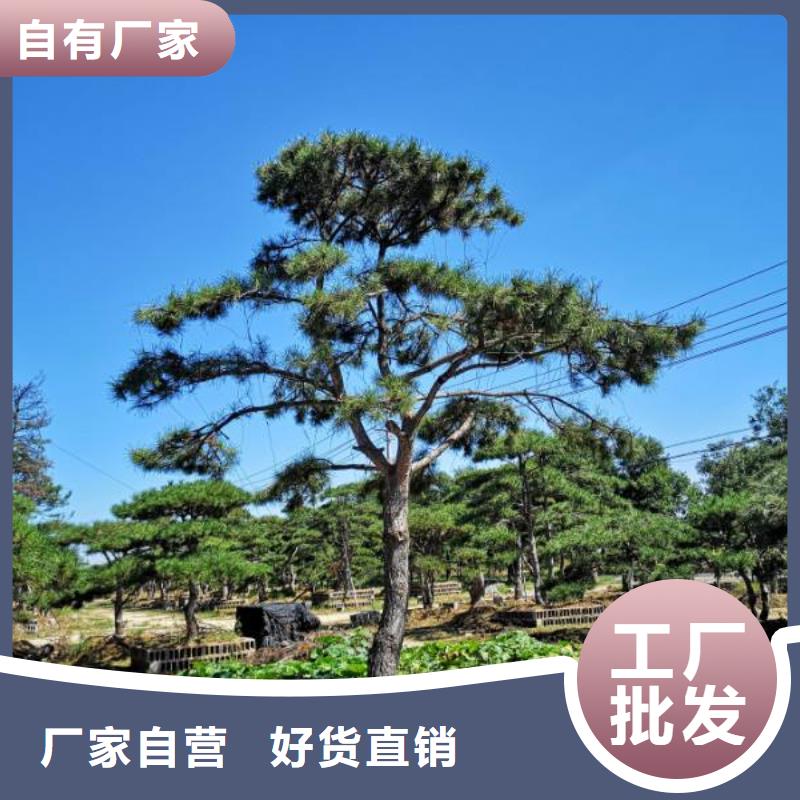 造型松,经营造型松销售的是诚信