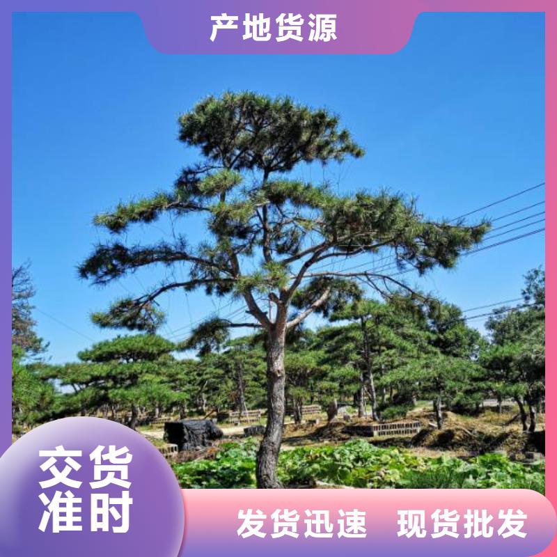 甄選：泰山松供應商
