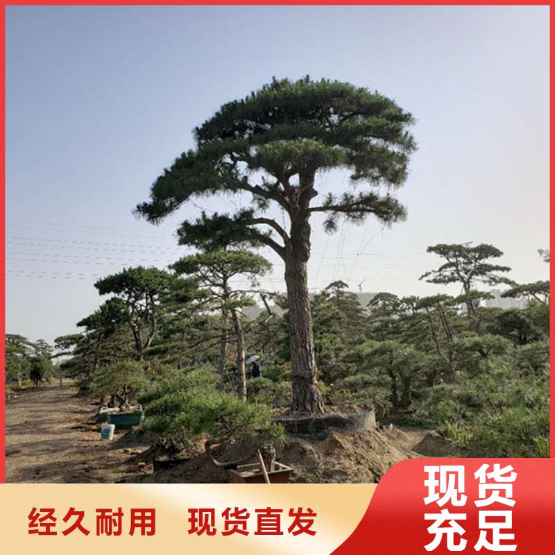  造型松多年經驗值得信賴