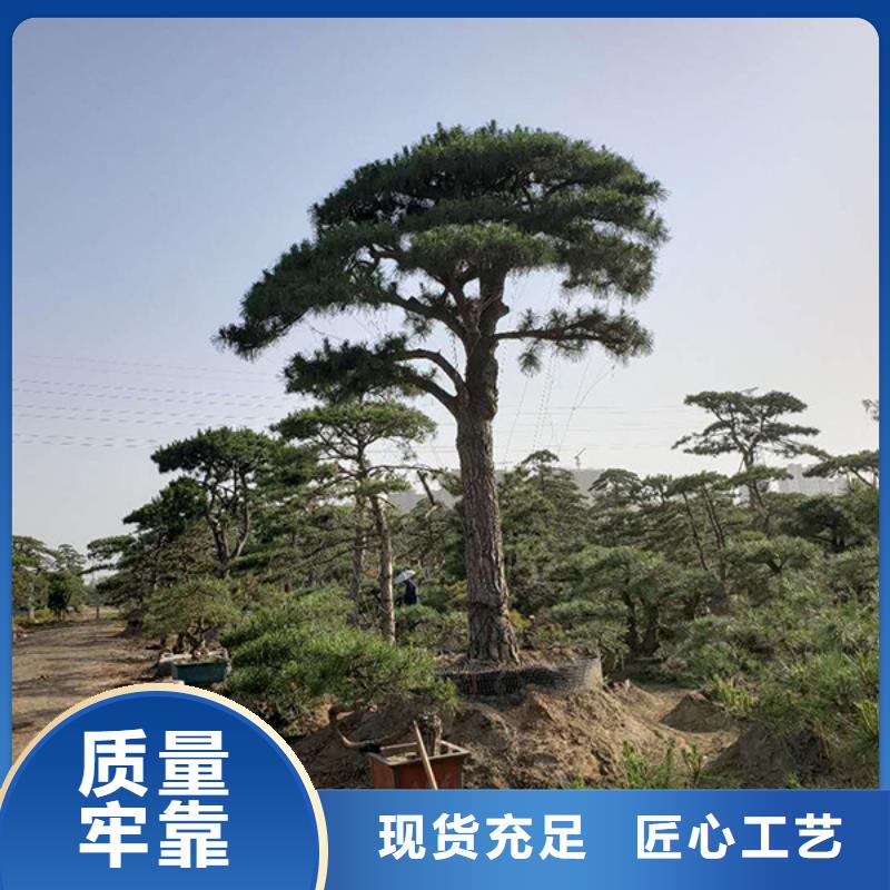 造型油松-造型油松廠家直發