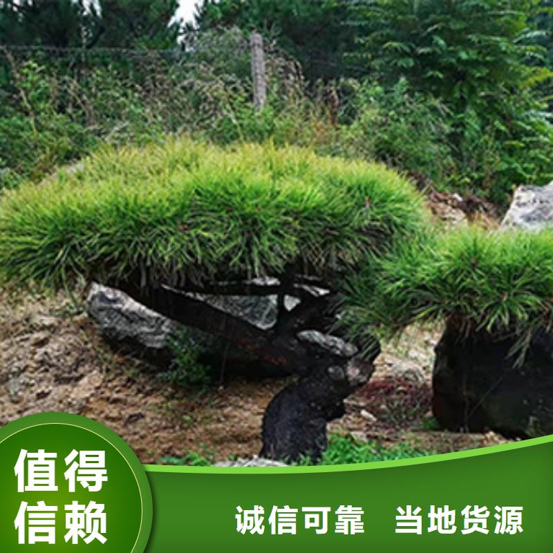 造型松,造型黑松精工制作