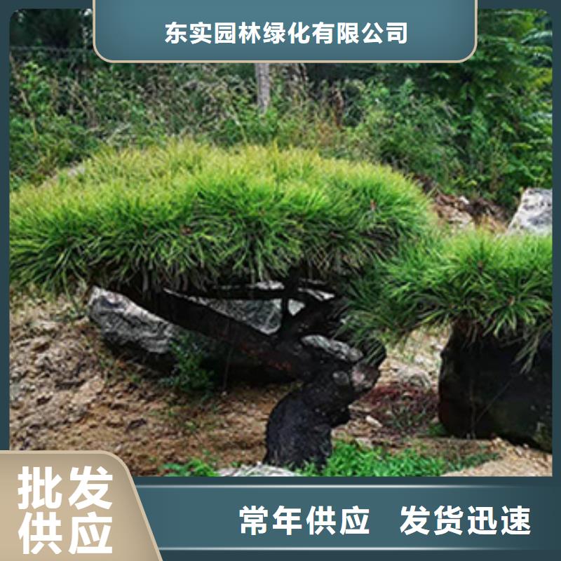造型松 造型松價格有口皆碑