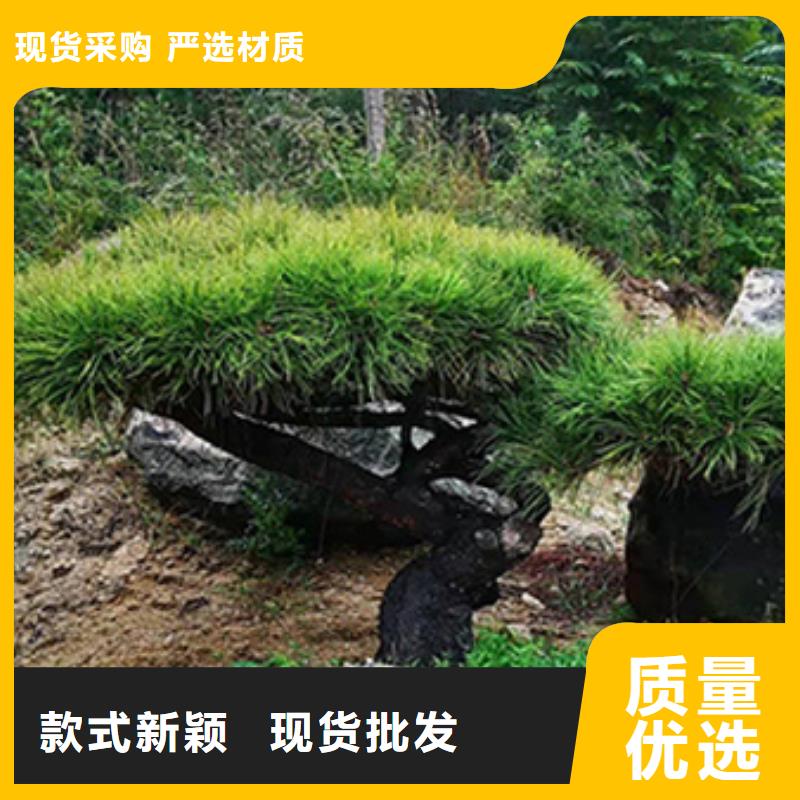 造型松_迎客松实时报价