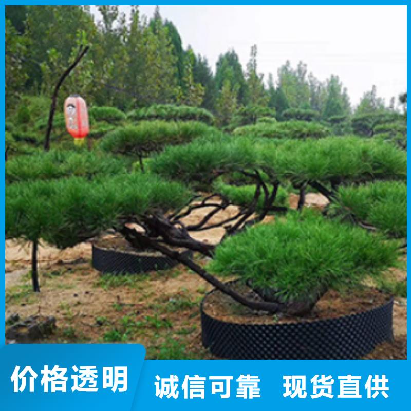  造型松聯系廠家