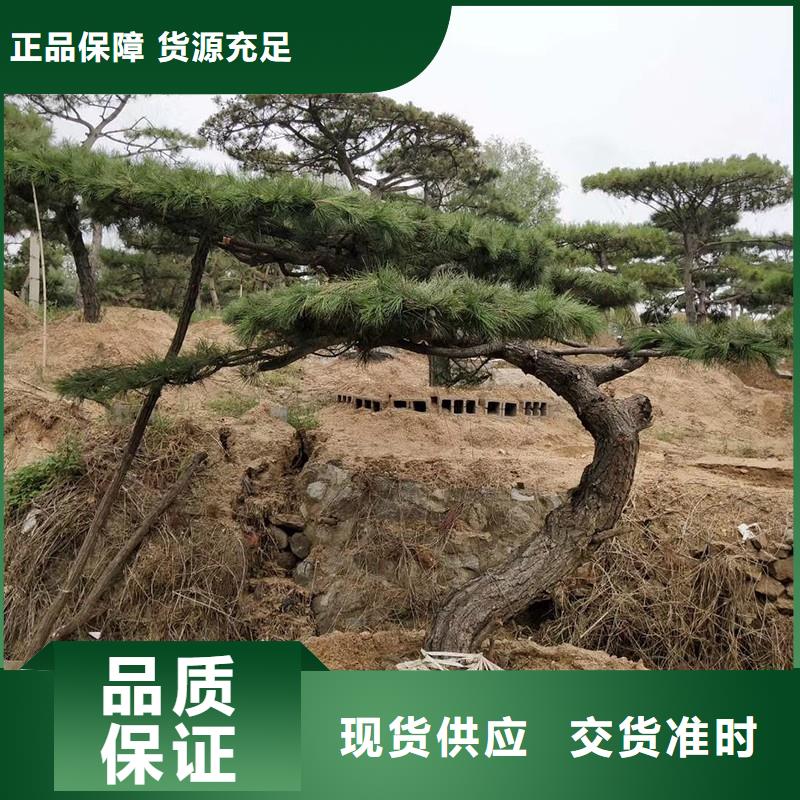 造型松_造型松基地設備齊全支持定制