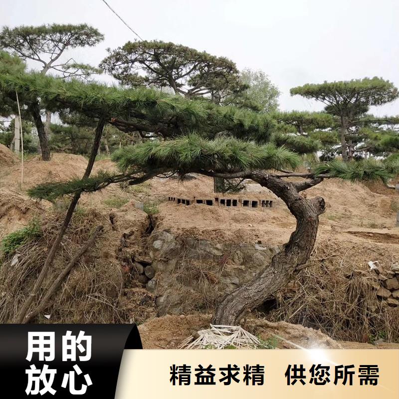 造型松古桩根据要求定制