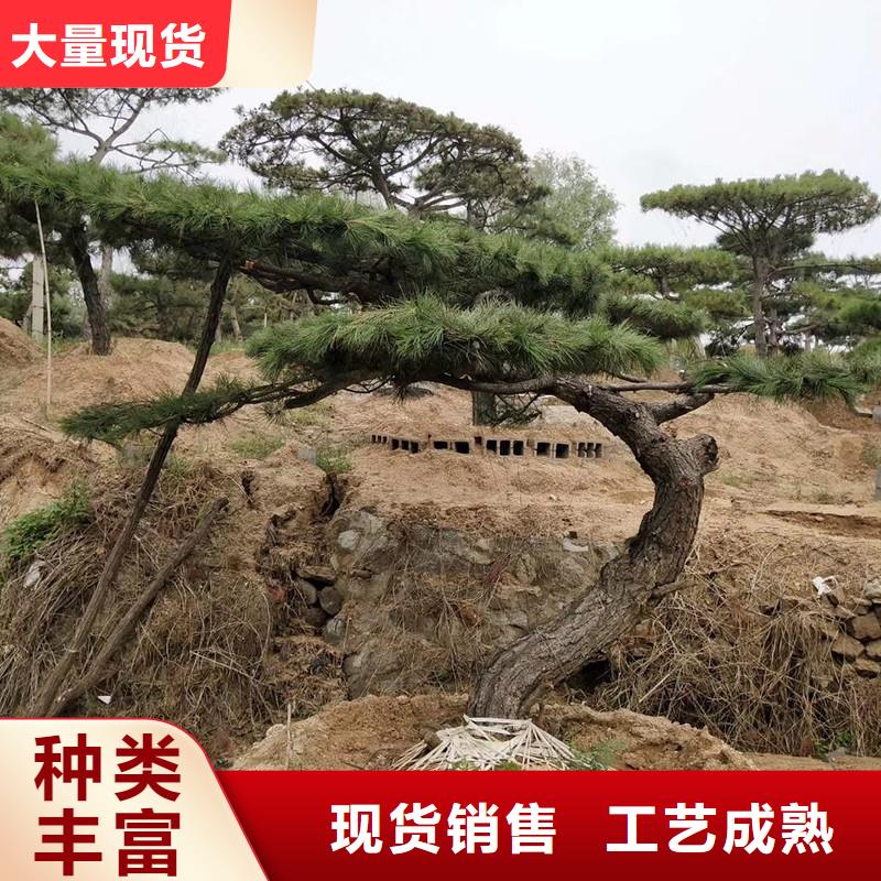 造型松_平顶松为品质而生产