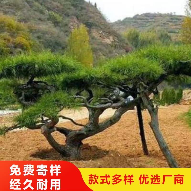  造型松打造行业品质