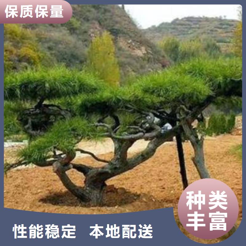 平頂松資質(zhì)齊全