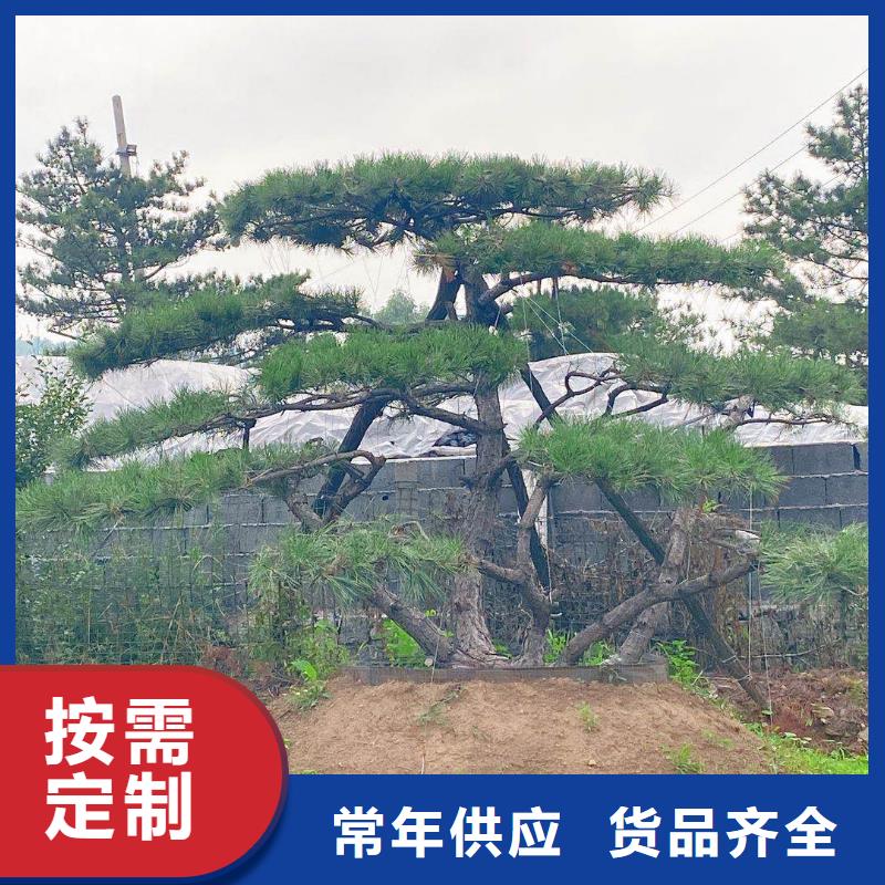 造型松-造型松價格廠家供應