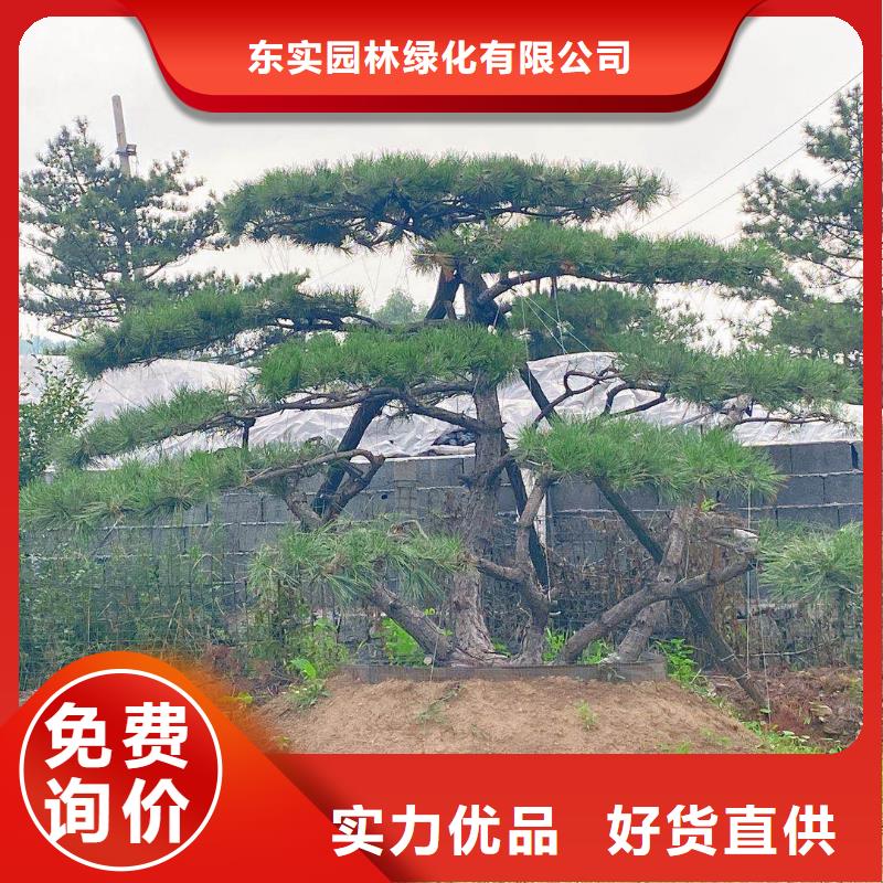  造型松来图加工定制