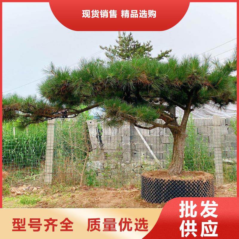 造型松-造型松价格专注品质