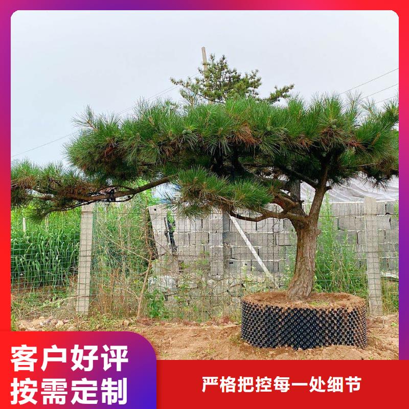  造型松多年經驗值得信賴